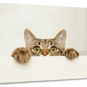 Peeking Young Cat Wall Art