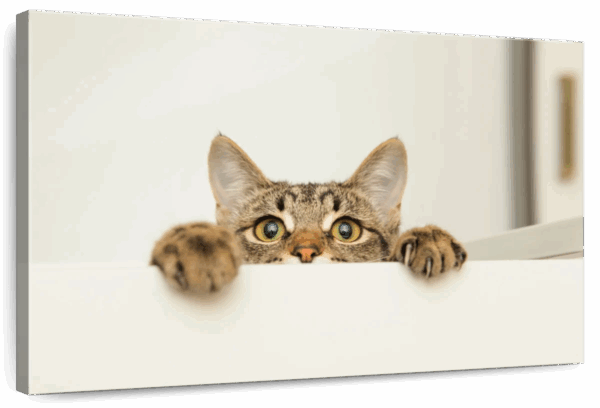 Peeking Young Cat Wall Art
