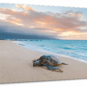 Turtle Sunset Wall Art