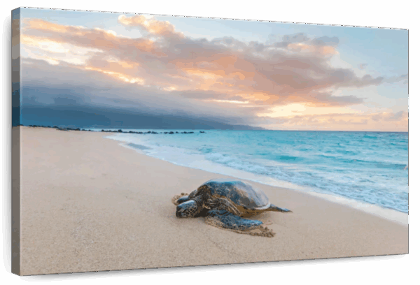 Turtle Sunset Wall Art