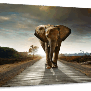 Walking Lone Elephant Wall Art